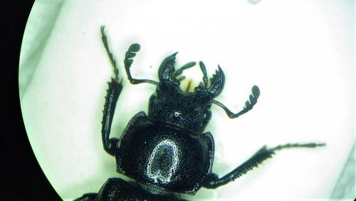 Platycerus sp.